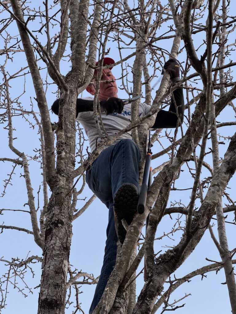 An owner of Willow and Stone Events carefully pruning a 40-foot pear tree to maintain the venue’s natural beauty and ambiance.